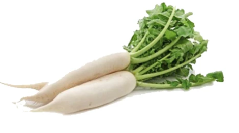 Radish (Labanos)