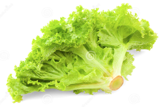 [Green Ice Lettuce (Tripi)] Green Ice Lettuce