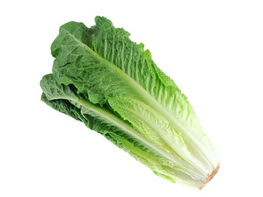 [Romaine Lettuce (Tripi)] Romaine Lettuce